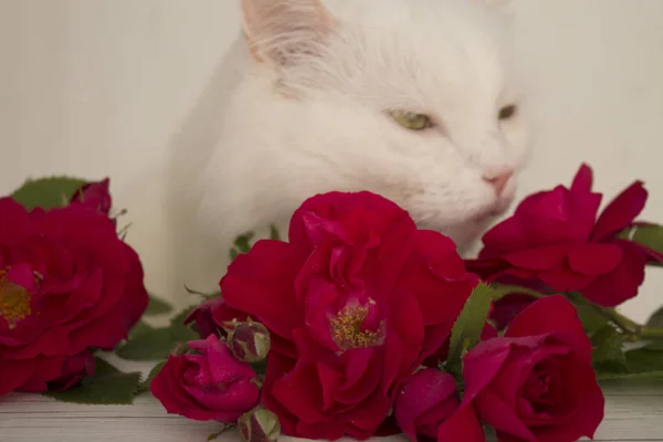 Красные Розы Белый Кот — стоковое фото