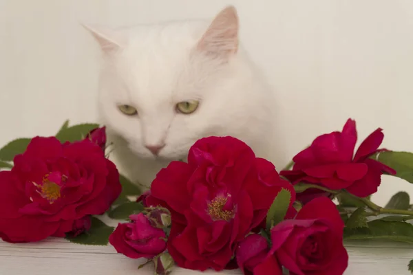 Kırmızı Güller Beyaz Kedi — Stok fotoğraf