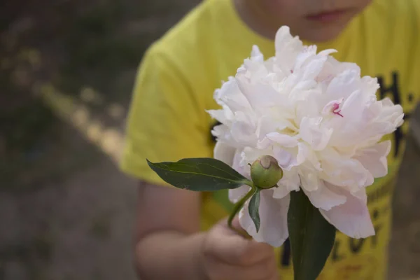 Anak Itu Memegang Bunga Putih Tangannya — Stok Foto