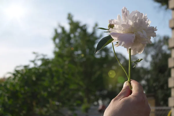 white flower in hand on sky background
