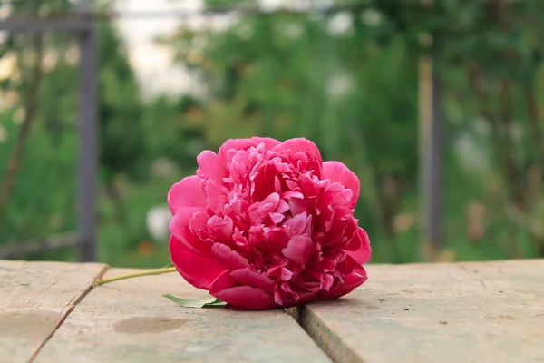 Flores Rosadas Una Mesa Madera Aire Libre — Foto de Stock