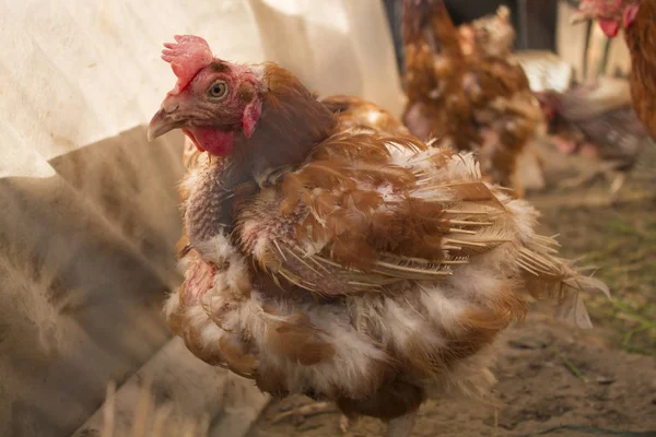 Sağlıksız Yolunmuş Tavuk Yakın Çekim — Stok fotoğraf