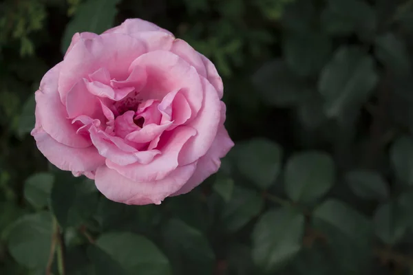 Una Rosa Sobre Fondo Verde Minimalismo — Foto de Stock