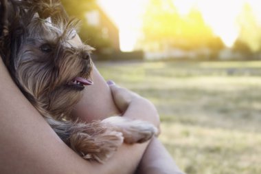 ev sahibi, yakın çekim açık havada elinde Yorkshire korkunç