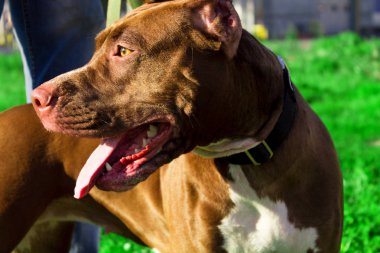 Amerikalı çukur boğa korkunç yakın çekim sokakta. Kırmızı köpek portresi