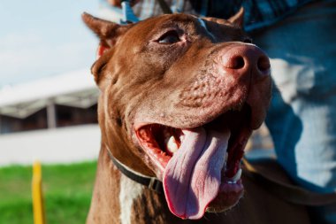 Amerikalı çukur boğa korkunç yakın çekim sokakta. Kırmızı köpek portresi