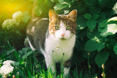 Sokakta bir beyaz kedi yürüyüşleri ile yaz aylarında çizgili. Yeşillik ve güneş ışığı bir arka plan üzerinde kedi