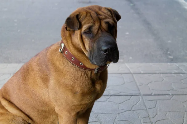 A shar pei puppy sits alone on the asphalt and waits for the owner. Close-up portrait of a dog