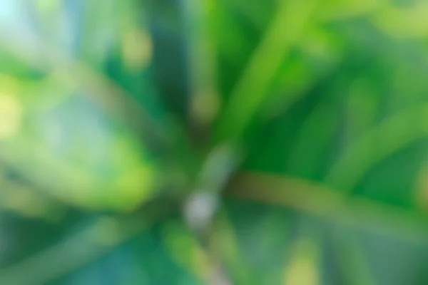 The background of the plant. Green abstract background with bokeh