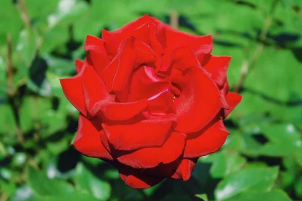 Una Rosa Roja Sobre Fondo Verde Minimalismo — Foto de Stock