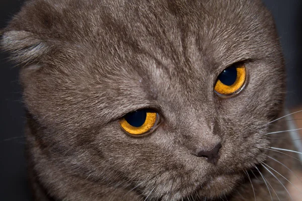 Bir Skoç Portresi Kedi Katlanmış Kedi Hüzünlü Sarı Gözleri Vardır — Stok fotoğraf