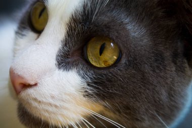 Gri-beyaz kedi yakın çekim portresi