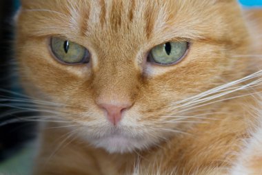 Kızıl saçlı homemade kedi closeup portresi