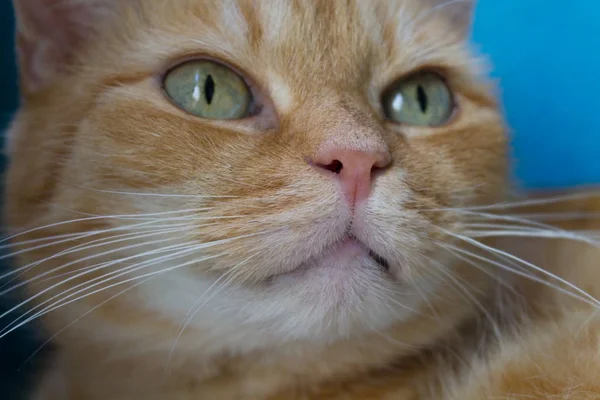 Ritratto Gatto Rosso Fatto Casa Primo Piano — Foto Stock