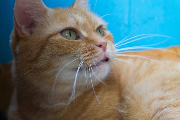 Ritratto Gatto Rosso Fatto Casa Primo Piano — Foto Stock