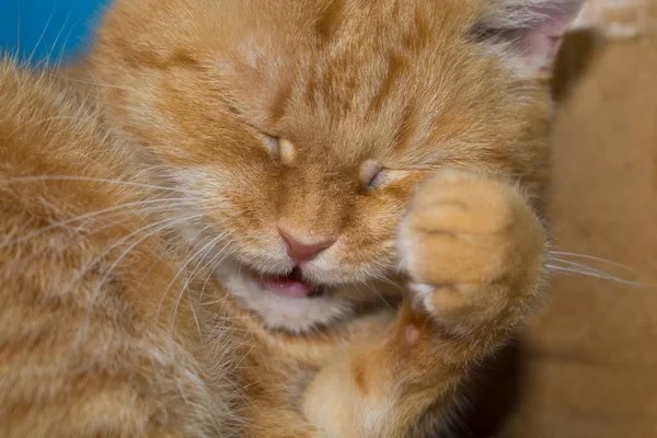 Otthoni Vörös Macska Megállapításáról Valamint Közeli Mosás — Stock Fotó