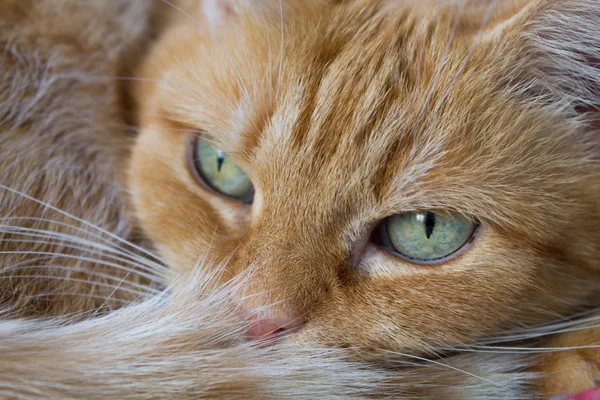 Портрет Рыжей Домашней Кошки Крупным Планом — стоковое фото