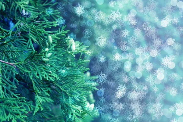 Fondo Festivo Navidad Fondo Ramas Thuja Copos Nieve Resplandor Bokeh — Foto de Stock