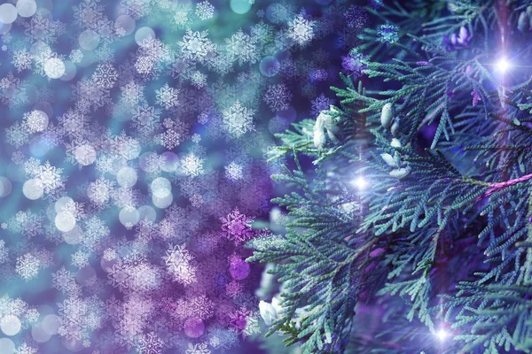 Noel Şenlikli Arka Plan Mazı Bitki Kar Taneleri Kızdırma Bokeh — Stok fotoğraf