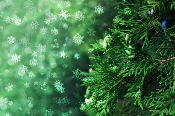Noel Şenlikli Arka Plan Mazı Bitki Kar Taneleri Kızdırma Bokeh — Stok fotoğraf
