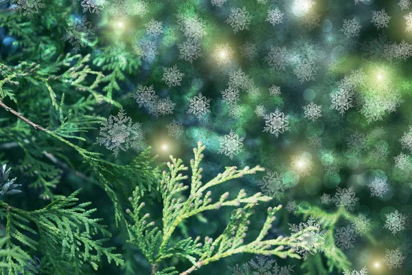 Kerstmis Achtergrond Met Spar Takken Gloed Sneeuwvlokken Bokeh — Stockfoto