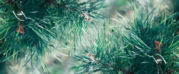 Sfondo Natalizio Con Rami Abete Bagliore Fiocchi Neve Bokeh — Foto Stock