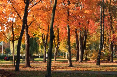 Sonbahar manzara. Park renkli kırmızı ve sarı yaprakları ile sonbahar ağaç arka plan.