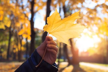 Sonbahar sarı akçaağaç yaprağı çocuk yakın çekim elinde. Sonbahar manzara arka plan, Güneş, Güneş ışınları