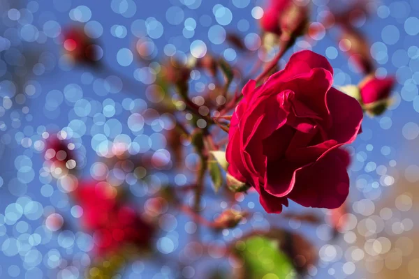 Red Wild Rose Close Sky Blurred Blue Background Bokeh — Stok Foto