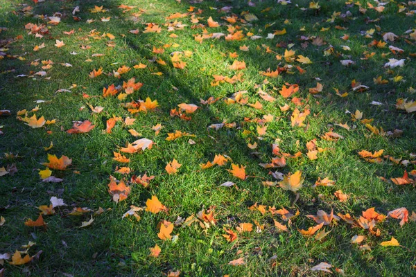 Outono Folhas Amarelas Grama Verde Parque — Fotografia de Stock