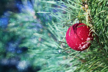 Kırmızı Noel top köknar dalı. Noel arka plan. Kar taneleri, kızdırma, bokeh, yıldız