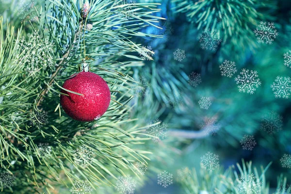 Boule Noël Rouge Sur Les Branches Une Plante Feuilles Persistantes — Photo