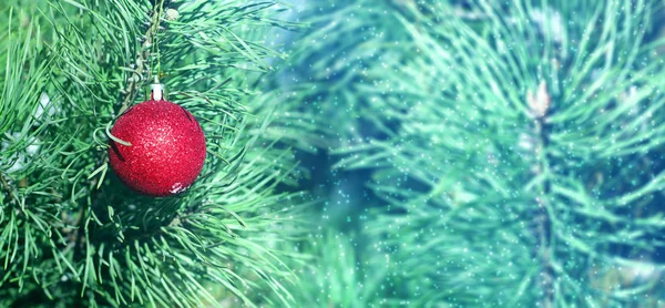 Boule Noël Rouge Sur Les Branches Une Plante Feuilles Persistantes — Photo