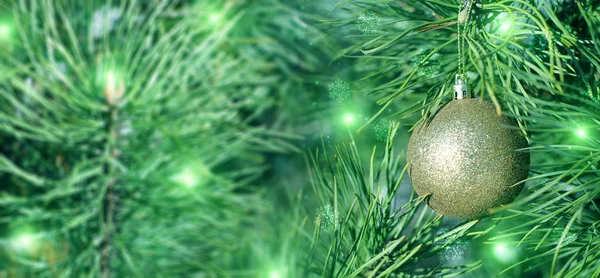 在常青树植物的枝条上的金色圣诞球 — 图库照片