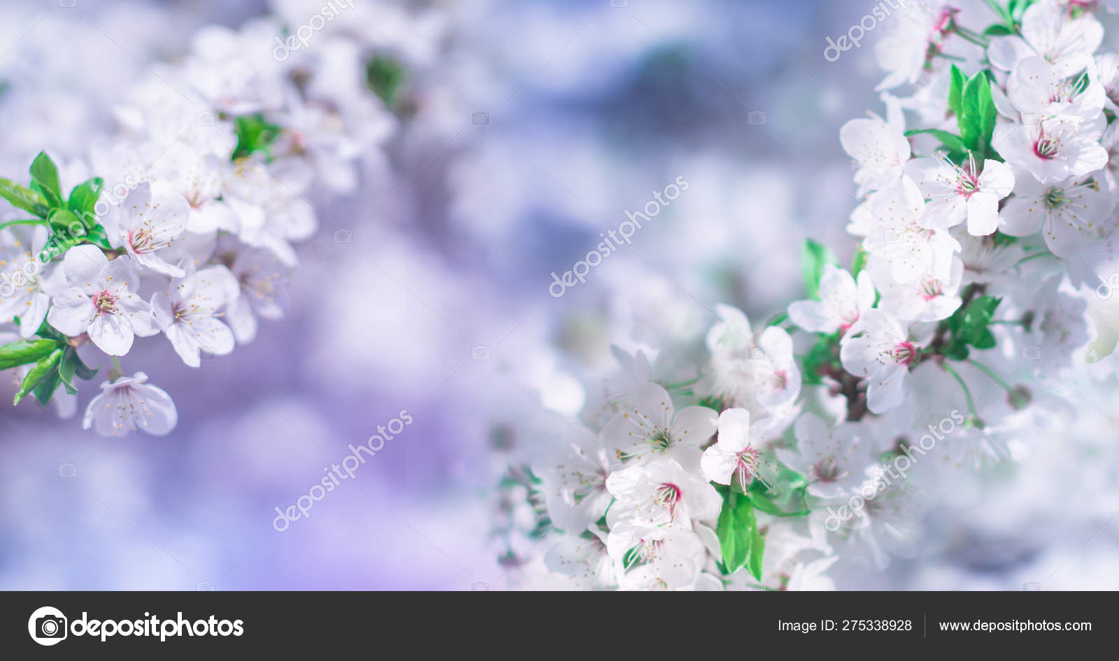 抽象的な花の背景 パステルカラーの繊細な春の花 コピースペースを持つバナーの背景 ストック写真 C Laura2517 抽象的な花の背景 パステルカラーの繊細な春の花 コピースペースを持つバナーの背景 ストック写真 C Laura2517