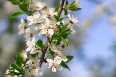 Soyut çiçek arka plan. Pastel renklerde narin bahar çiçekleri. Kopya alanı ile afiş arka plan.