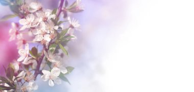 Soyut çiçek arka plan. Pastel renklerde narin bahar çiçekleri. Kopya alanı ile afiş arka plan.