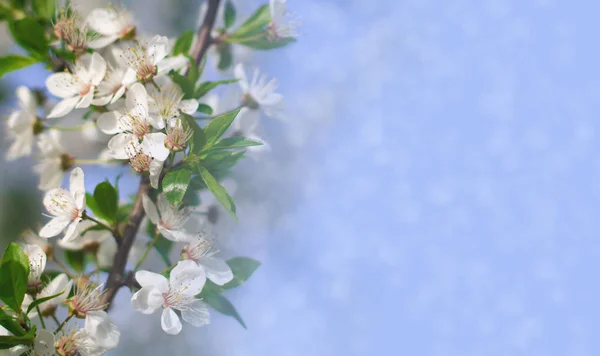 Abstrakter floraler Hintergrund. zarte Frühlingsblumen in Pastellfarben. Banner Hintergrund mit Kopierraum. — Stockfoto
