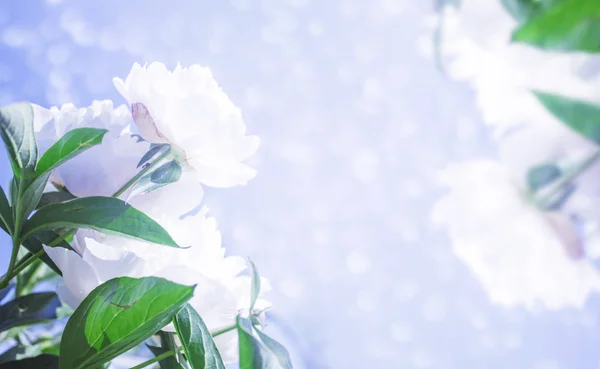 Delicate floral background. White peony flowers close up on a blurred background.