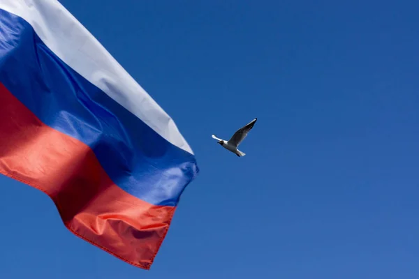 The flag of Russia flutters in the wind against the blue sky. Seagull flying towards the flag.