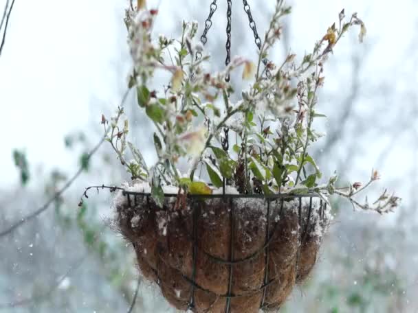 Roślin Doniczkach Łańcuchu Kołysanie Podczas Opadów Śniegu Latający Płatki Śniegu — Wideo stockowe