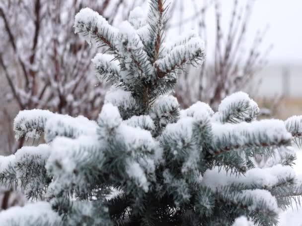 年轻的蓝色云杉被第一场雪粉状化了 罕见的雪花飞驰而逝 — 图库视频影像