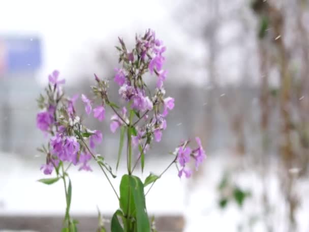 Rozkvetlé Květy Phlox Během První Sníh Létající Sněhové Vločky Květy — Stock video