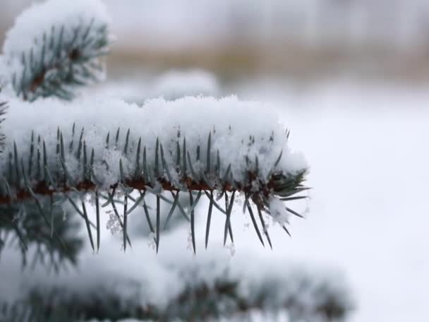 Tak Van Blauwe Spar Bedekt Met Eerste Zuivere Sneeuw — Stockvideo