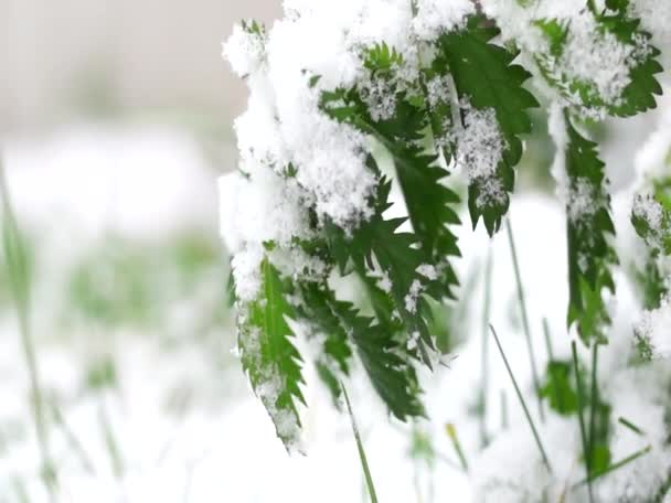 最初の雪で覆われた非常に熱い明るい緑イラクサの葉 雪が降り続きます フライング雪 — ストック動画