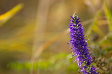 Mor çiçek yakın çekim. Yatay fotoğraf.