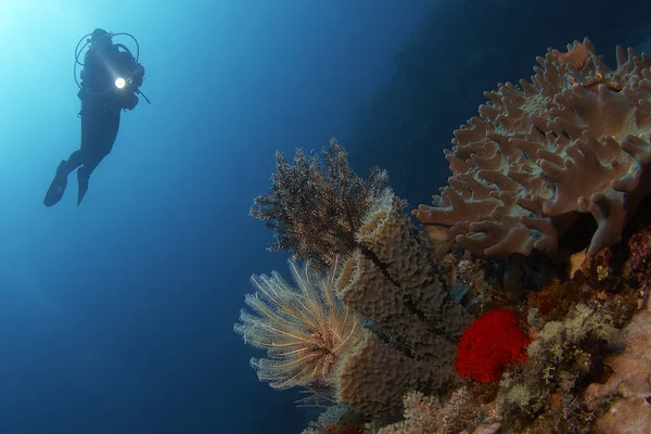 美丽的珊瑚和海百合花花束 — 图库照片