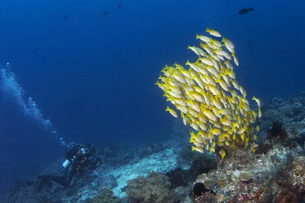 Peces Mar —  Fotos de Stock