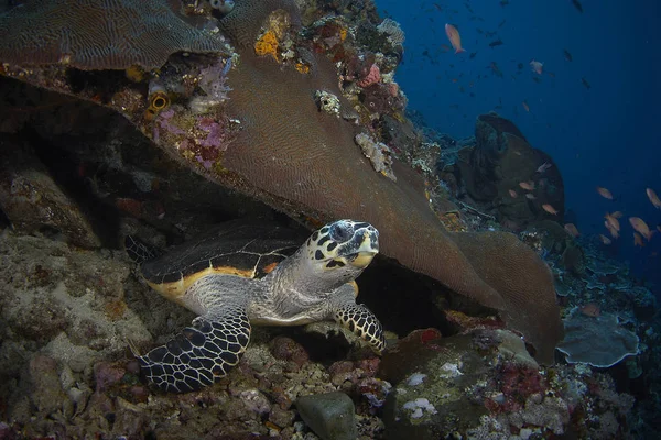 Żółw Siedząc Pod Koral Głęboko Pod Wodą — Zdjęcie stockowe