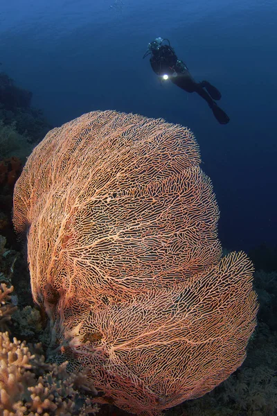 Βαθιά Υποβρύχια Κοραλλιογενείς Και Ένας Δύτης Από Πάνω — Φωτογραφία Αρχείου